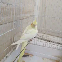 عروس هلندی