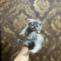 بچه گربه پرشین اصیل|گربه|بجنورد, |دیوار