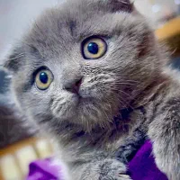 واگذاری گربه اسکاتیش بلو اصیل