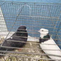 فروشی|پرنده|ایذه, |دیوار