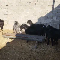 حیوانات مزرعه