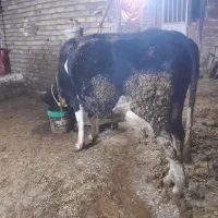 گاوگوساله هلشتین|حیوانات مزرعه|تاکستان, |دیوار