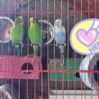 دوتا مرغ فروشی نروماده،یک دوصد،|پرنده|خاش, |دیوار