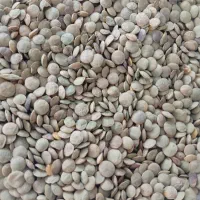 فروش عدس بوجاری شده خوش پخت به شرط