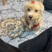 سگ شیتزو|سگ|یزد, |دیوار