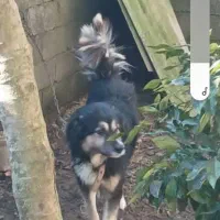 سگ دورگه نر ۱۵ ماهه