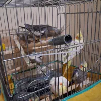 عروس هلندی|پرنده|فردیس, فردیس|دیوار