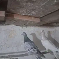 کفتر|پرنده|بوئین زهرا, |دیوار