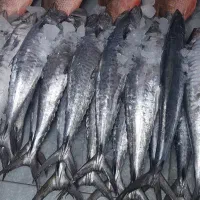 مرکز پخش ماهی به قیمت عمده ماهی هوور و شیر|ماهی|بندرعباس, |دیوار