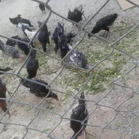 مرغ و خروس