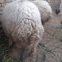 بستان|حیوانات مزرعه|اهواز, آریاشهر|دیوار