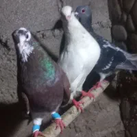 کبوتر پرشی