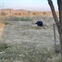 ۷ عدد بوقلمون|حیوانات مزرعه|زنجان, |دیوار