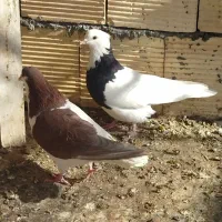 کبوتر رنگی دورگ شکار|پرنده|لنجان, |دیوار