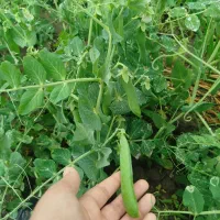 نخود فرنگی پفکی واسه فریز کنسرو