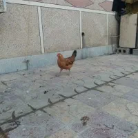 سلام مرغ تخم گذرار|حیوانات مزرعه|برازجان, |دیوار