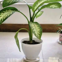 گل آپارتمانی دیفن باخیا(پرورش خانگی)