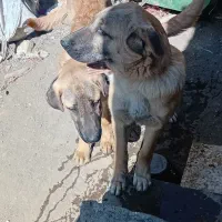 سگ پژدر|سگ|کنگاور, |دیوار