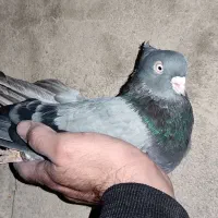 کبوتر سبز شهرضا