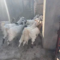 ۱۸ راس بزغاله نر جنس خالص|حیوانات مزرعه|قم, شهرک امام حسین|دیوار