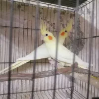 جفت عروس هلندی