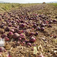کنتورآت پیاز با اکیپ مجرب پذیرفته میشود.