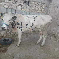 گاوشیری|حیوانات مزرعه|دهدشت, |دیوار
