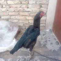 اوشامو