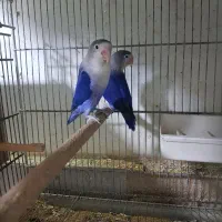 کوتوله سرلاکی تازه دونخور دستی بالغ وحشی|پرنده|قم, چهار امامزاده|دیوار