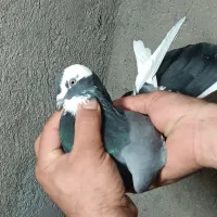 یک‌جفت‌کفتر‌پرشی‌|پرنده|قم, نیروگاه|دیوار