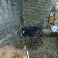 یک راس گوساله نر|حیوانات مزرعه|اهر, |دیوار