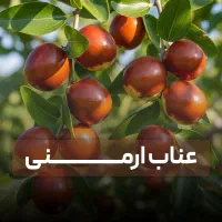 انواع نهال مثمر و غیرمثمر ارسال فوری +با ضمانت