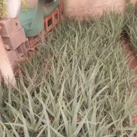 فروش آلوورا|گل و گیاه طبیعی|خمینی‌شهر, |دیوار