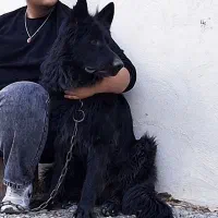 ژرمن بلک شولاین جفت یابی|سگ|کرج, عظیمیه|دیوار