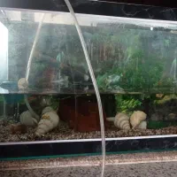 آکواریوم|ماهی|زنجان, |دیوار