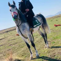 جهت کشش کرد اصیل سرو دم گیر ،فروشی نیست