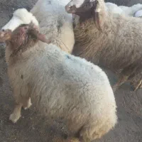 بره نر سبک و سنگین|حیوانات مزرعه|دالاهو, |دیوار