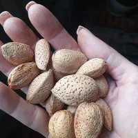 بادام امسال تازه