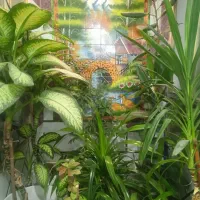 گل های طبیعی زیبا