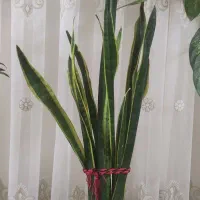 گل سانسوریا