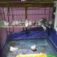 پرورش فنچ درشت و مولد در نژاد های مختلف