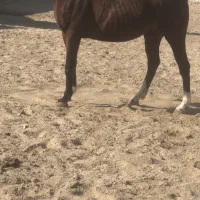 مادیان دوخون|اسب و تجهیزات اسبسواری|برخوار, |دیوار