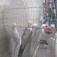 فروش پرنده