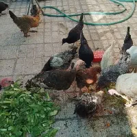 فروش مرغ،خروس،بوقلمون|حیوانات مزرعه|فسا, |دیوار