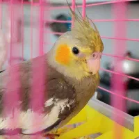 عروس هلندی گم شده