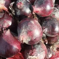 بذر پیاز قرمز