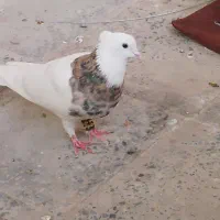 کبوتر|پرنده|دورود, |دیوار