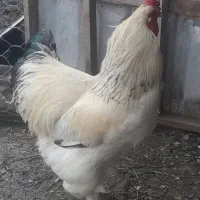 خروس برهما