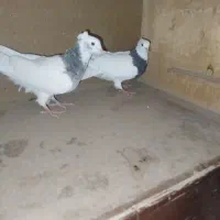 ۳ تا طوقی