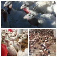 تولید به مصرف جوجه بوقلمون ومرغ وزنده